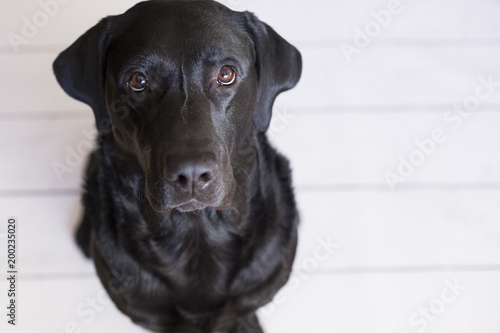 portrait of a beautiful black labrador feeling happy and relaxed. White background. Pets indoors  home or studio  lifestyle.