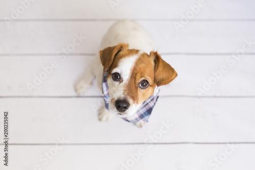 portrait of a cute small dog wearing a blue bandana. White background. Pets indoors, home or studio, lifestyle. Top view © Eva