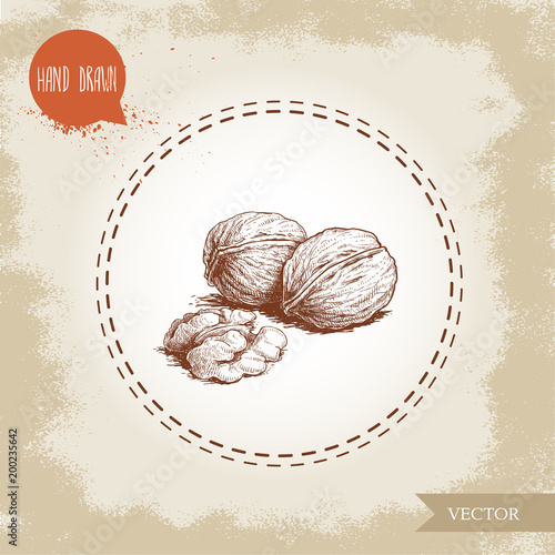 Hand drawn sketch style walnut group. Eco food vector illustration isolated on vintage background. Food component and snack artwork.