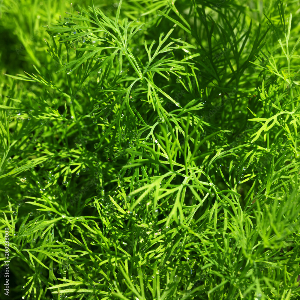Young fresh dill Young fresh dill