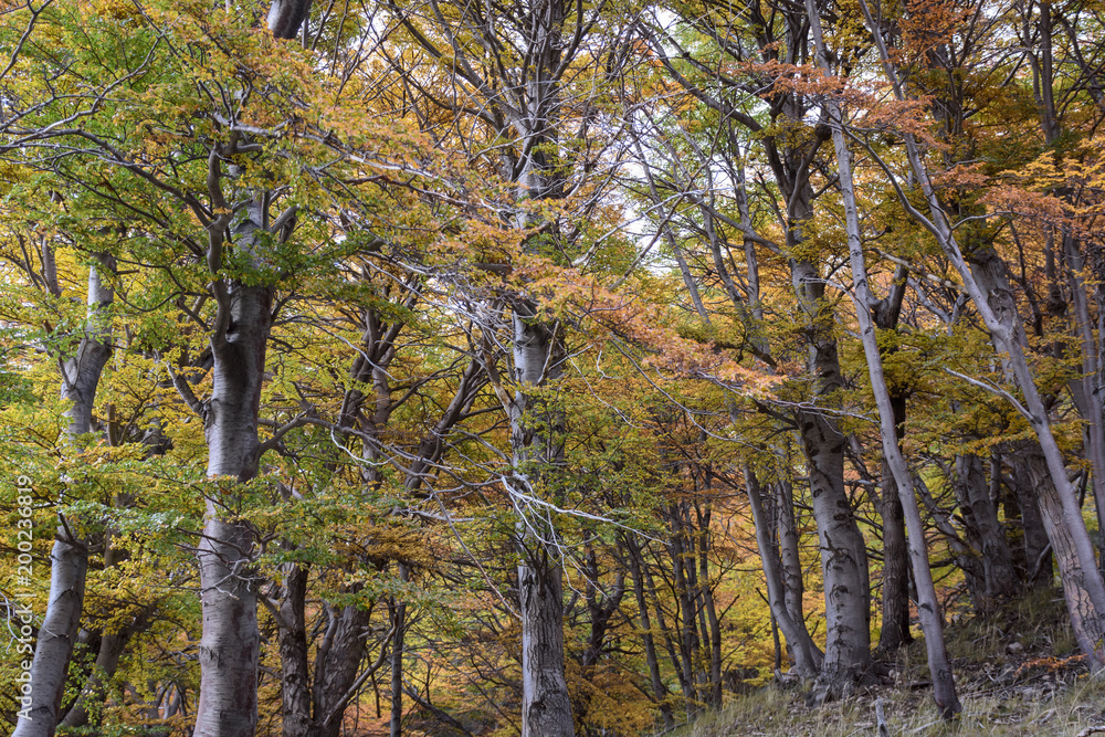 Fototapeta premium Autumn colors