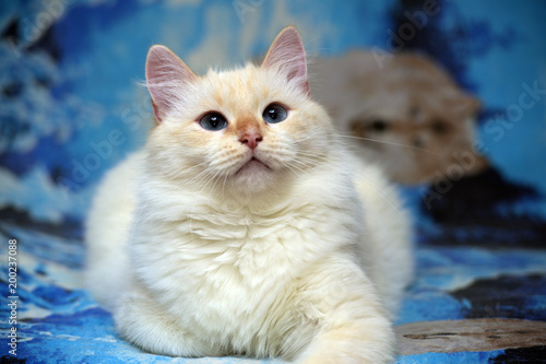 White fluffy thai cat photo