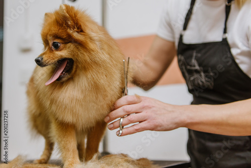 Photography grooming dogs Spitz Pomeranian in the cabin