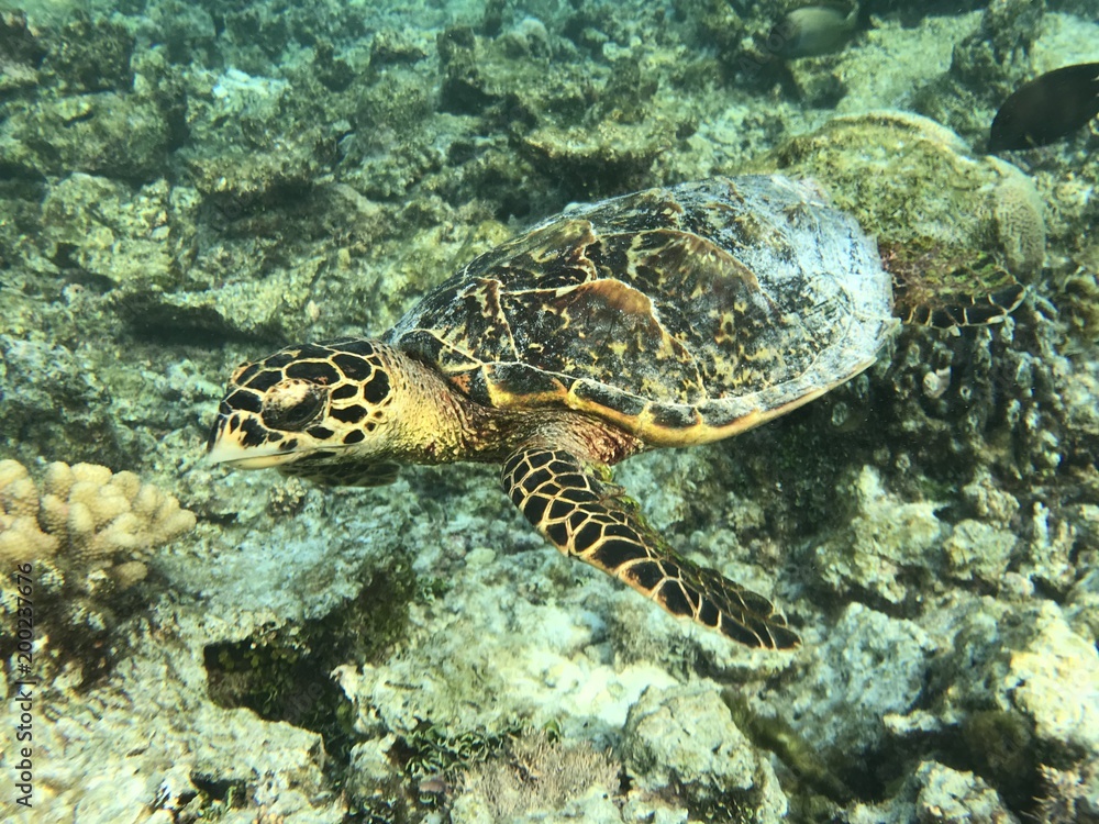 Malediven Schildkröte