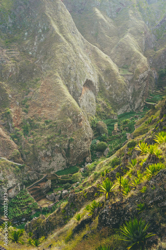 Incredible view of the lush green ravine covered with lotus and banana plants in warm sunrays light on Santa Antao Island. Cape Verde photo