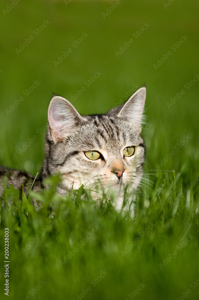 Getigerte Katze liegt im Gras