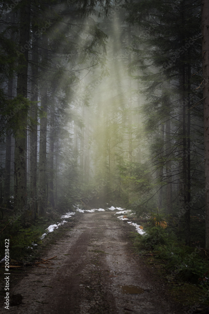 Obraz premium forest fog