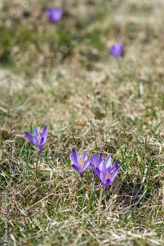 Spring meadow flowers 