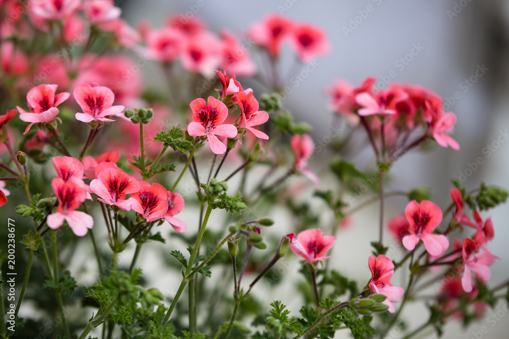 Beautiful Red Geranium Flowers with Five Petals Beautiful Red Geranium Flowers with Five Petals
