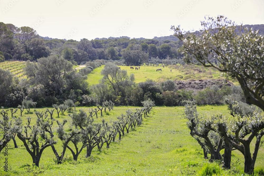 rural landscape with olive trees, lots of green and blue sky