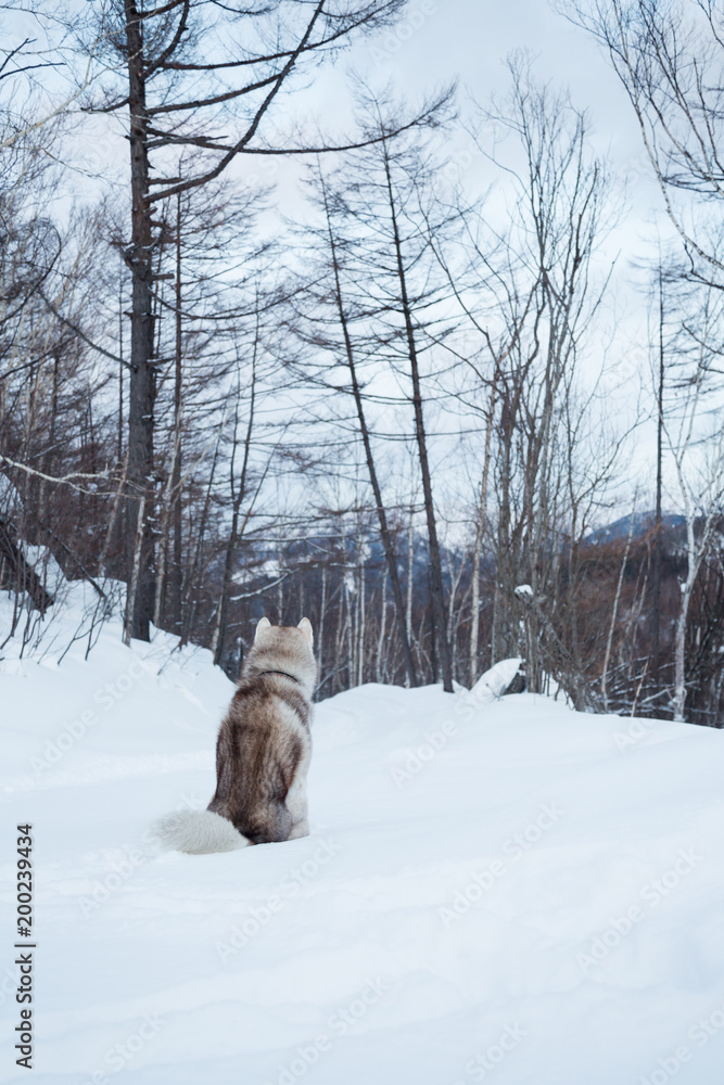 Naklejka premium Image of sitting dog breed Siberian Husky on the snow back to the camera. Winter walk in the forest with lovely beige and white husky male