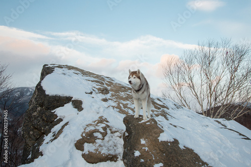 Portrait of free Beige and white Siberian husky standing at the top of the rock called Frog in the background of mountains and forests at sunset in winter. Dog on the background of a natural landscape