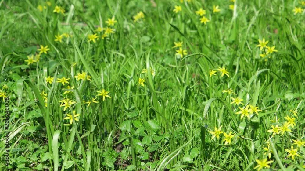 Yellow spring flowers trembling in the wind in the city park Yellow spring flowers trembling in the wind in the city park