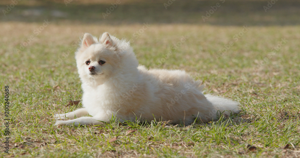 Fototapeta premium Cute pomeranian dog at outdoor park