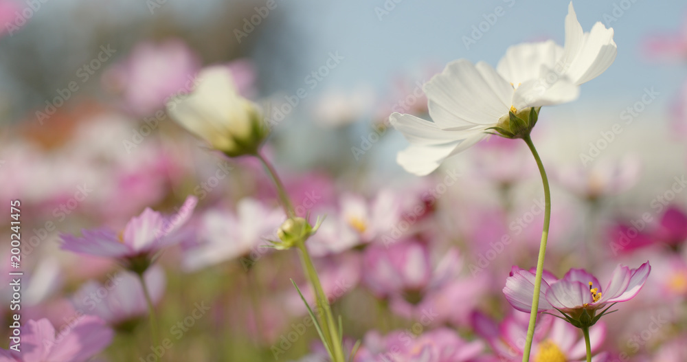 Cosmo flower garden Cosmo flower garden
