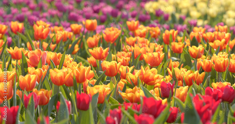 Colorful Tulip farm