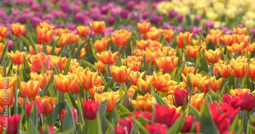 Colorful Tulip farm © leungchopan