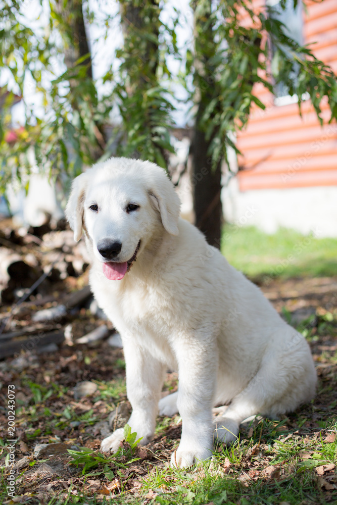 Portrait of Young puppy breed Maremmano abruzzese Sheepdog. Image of big white dog sitting on green grass at yard background outdoor on sunny day in summer Portrait of Young puppy breed Maremmano abruzzese Sheepdog. Image of big white dog sitting on green grass at yard background outdoor on sunny day in summer