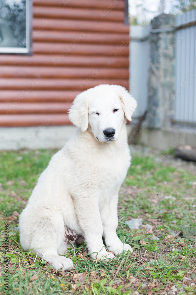 Portrait of cute Young puppy breed Maremmano abruzzese Sheepdog. Image of italian white dog winking and sitting on green grass at yard background outdoor on sunny day in summer Portrait of cute Young puppy breed Maremmano abruzzese Sheepdog. Image of italian white dog winking and sitting on green grass at yard background outdoor on sunny day in summer