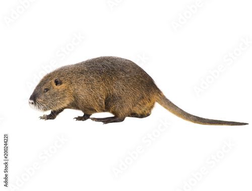 Obraz na plátne Coypu (Myocastor coypus)