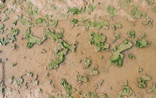 Altkirchen / Germany: Close look at a mud puddle on a dirt road in Eastern Thuringia at the end of May photo