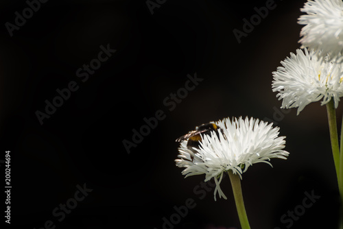 Delicate fluffy daisy flowers and bumblebee on a black background.  