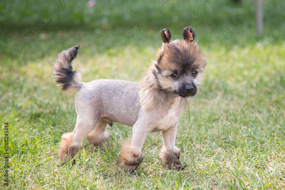 Image of cute puppy breed Chinese Crested dog standing in the green grass on sunny day in summer. Image of cute puppy breed Chinese Crested dog standing in the green grass on sunny day in summer.