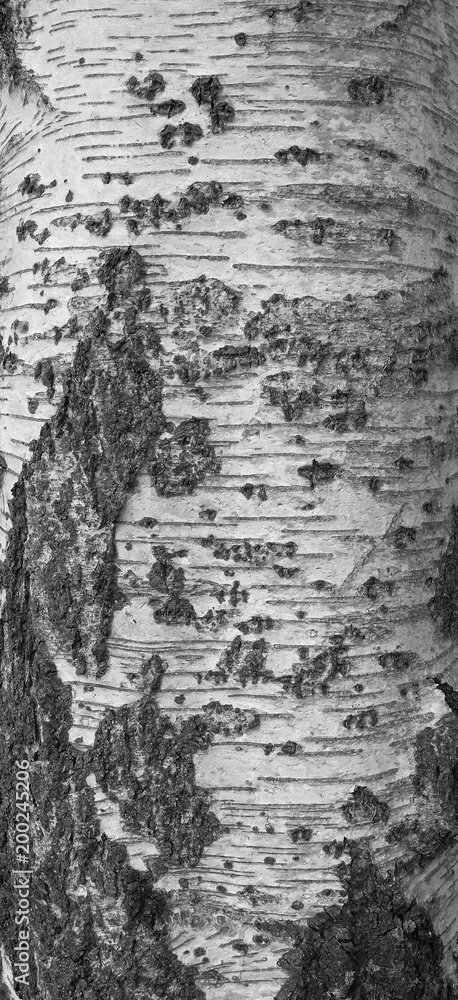 Plants: Closeup of a birch bark texture