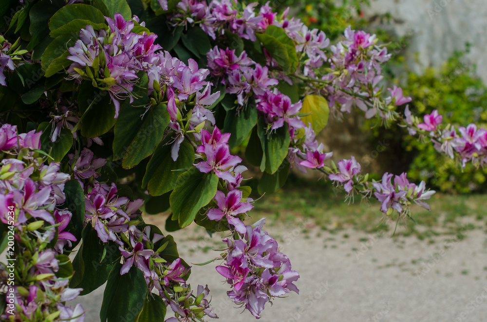 Fototapeta premium Bauhinia variegata Orchid tree blooming in springtime