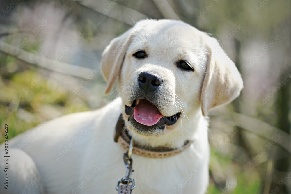 Portrait of happy and cute adorable puppy of young golden labrador retriever with dark eyes sitting outside on a sunny day with pink tongue sticking out, on leash, blurry background Portrait of happy and cute adorable puppy of young golden labrador retriever with dark eyes sitting outside on a sunny day with pink tongue sticking out, on leash, blurry background