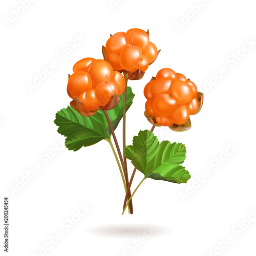 Forest berries isolated on white background. Cloudberry.