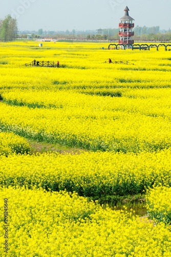 rape flower water town in Jiangsu, China