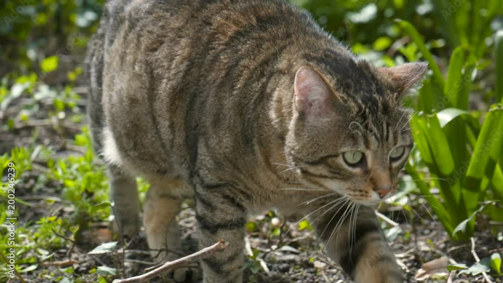 chat dans un jardin 