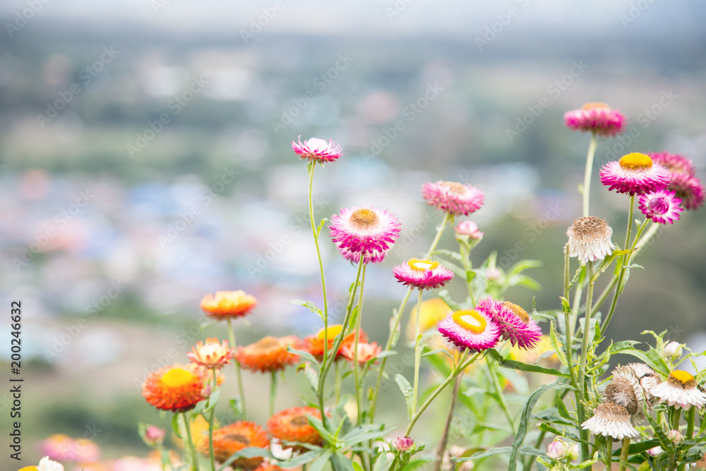 Image of beautiful Paper Daisy or Straw Flower is grown in the north of Thailand in chinese village on Pai valley background Image of beautiful Paper Daisy or Straw Flower is grown in the north of Thailand in chinese village on Pai valley background