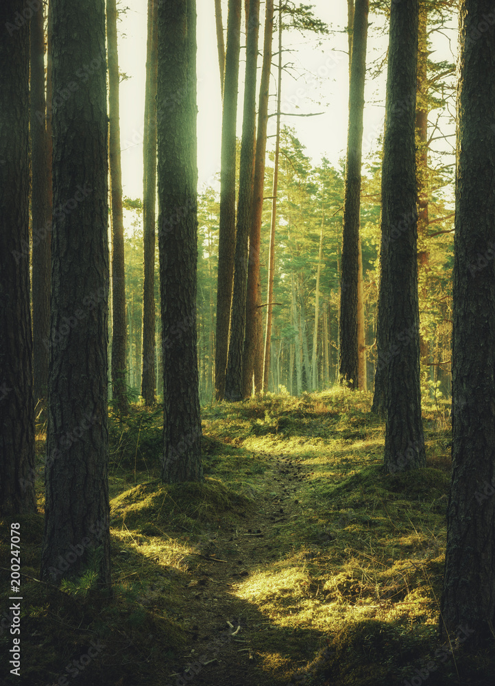 Obraz premium magic tree forest ,beautiful view