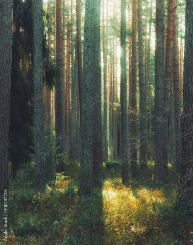 morning in the forest © Mareks