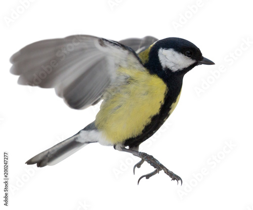 photo of flying isolated great tit © Alexander Potapov