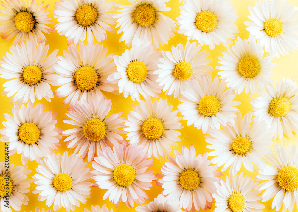 Daisies Daisies
