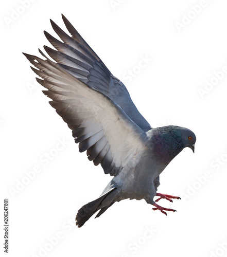 isolated on white dark gray flying pigeon
