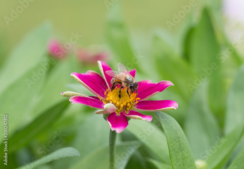 pink zinnia
