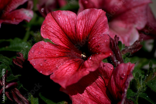 Petunias rosa, con gotas de rocio sobre fondo natural