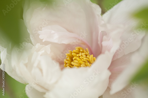 White peony flower macro