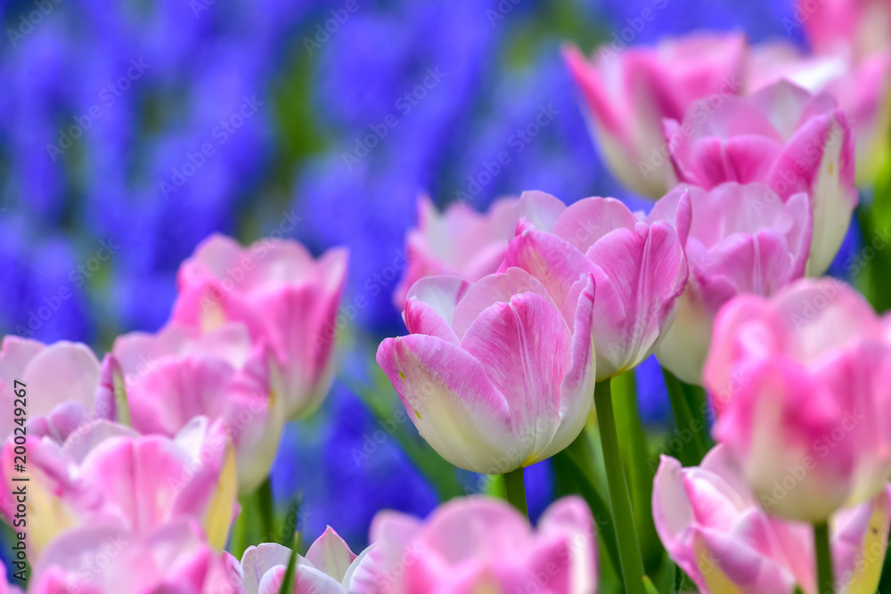 美しいチューリップの花 美しいチューリップの花