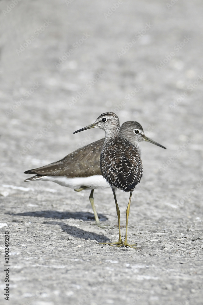 Bird:Pair of Sandpiper Searching for Food Bird:Pair of Sandpiper Searching for Food