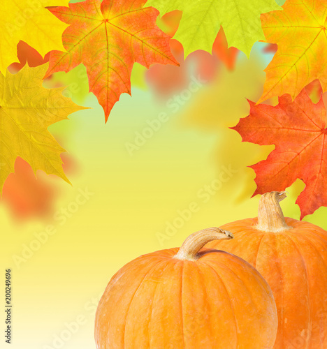 two pumpkins on bright maple leaves background
