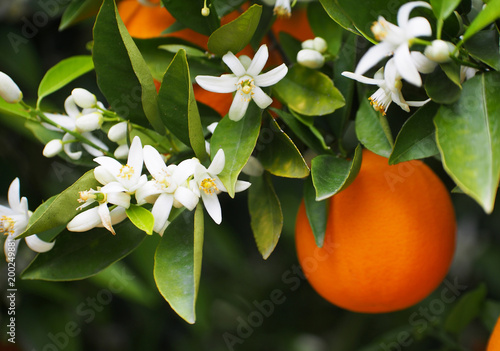 Valencian orange and orange blossoms. Spain.Spring
