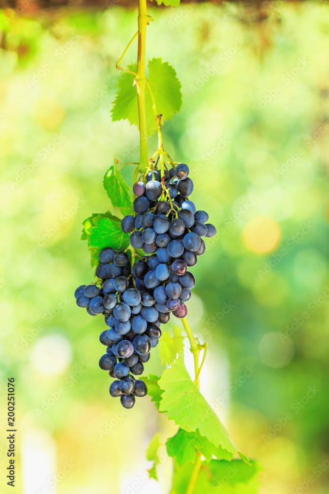 Naklejka premium Blue bunches of grapes in the sunshine