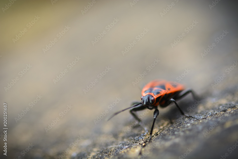 Fototapeta premium Firebug macro, head of a firebug against blurry background.