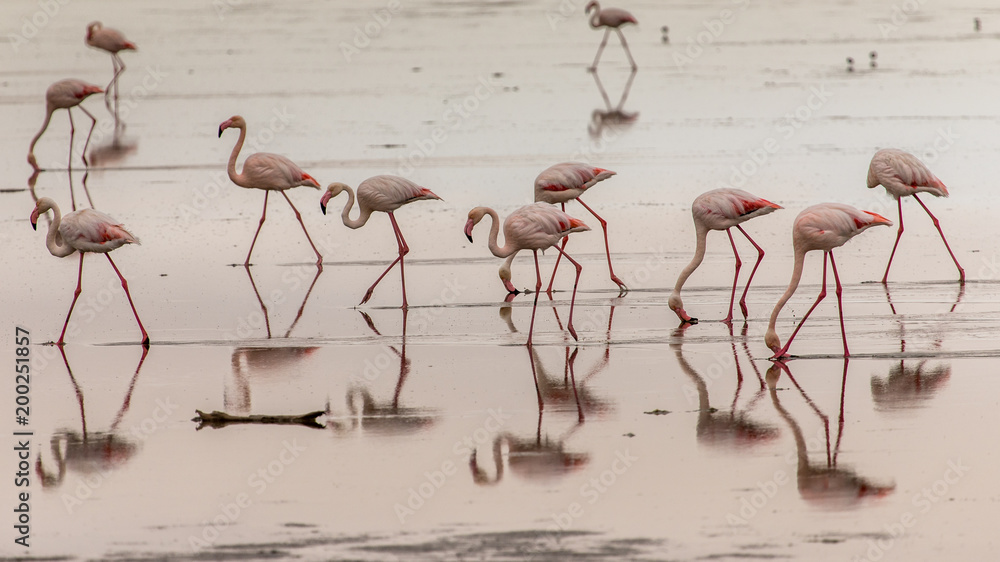 Fototapeta premium Flamants nains - lagune de Walwis bay