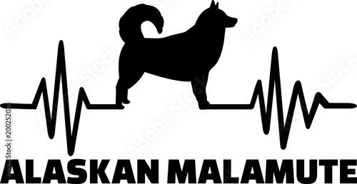 Alaskan malamute heartbeat word